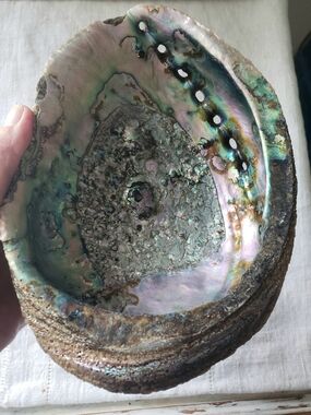 large Vintage Abalone Shell